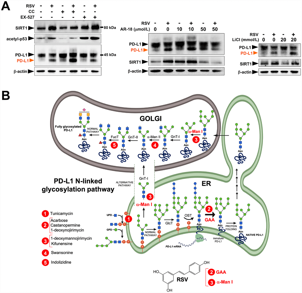 Resveratrol alters PD-L1 N-glycosylation in a SIRT1-, AMPK-, and GSK3β-independent manner. (A) Representative immunoblot of SIRT1, acetyl-p53 (Lys382), and PD-L1 in JIMT-1 cells cultured with or without RSV in the absence or presence of the AMPK inhibitor compound C, the SIRT1 inhibitor EX-527, and the GSK3β inhibitors AR-18 and LiCl. (B) Schematic representation of the biosynthesis and processing PD-1 N-linked glycosylation pathway, showing the sites of action of well-known glycoprotein-processing enzymes inhibitors. RSV is proposed to operate as a direct inhibitor of GAA and/or α-Man I enzymatic activities.