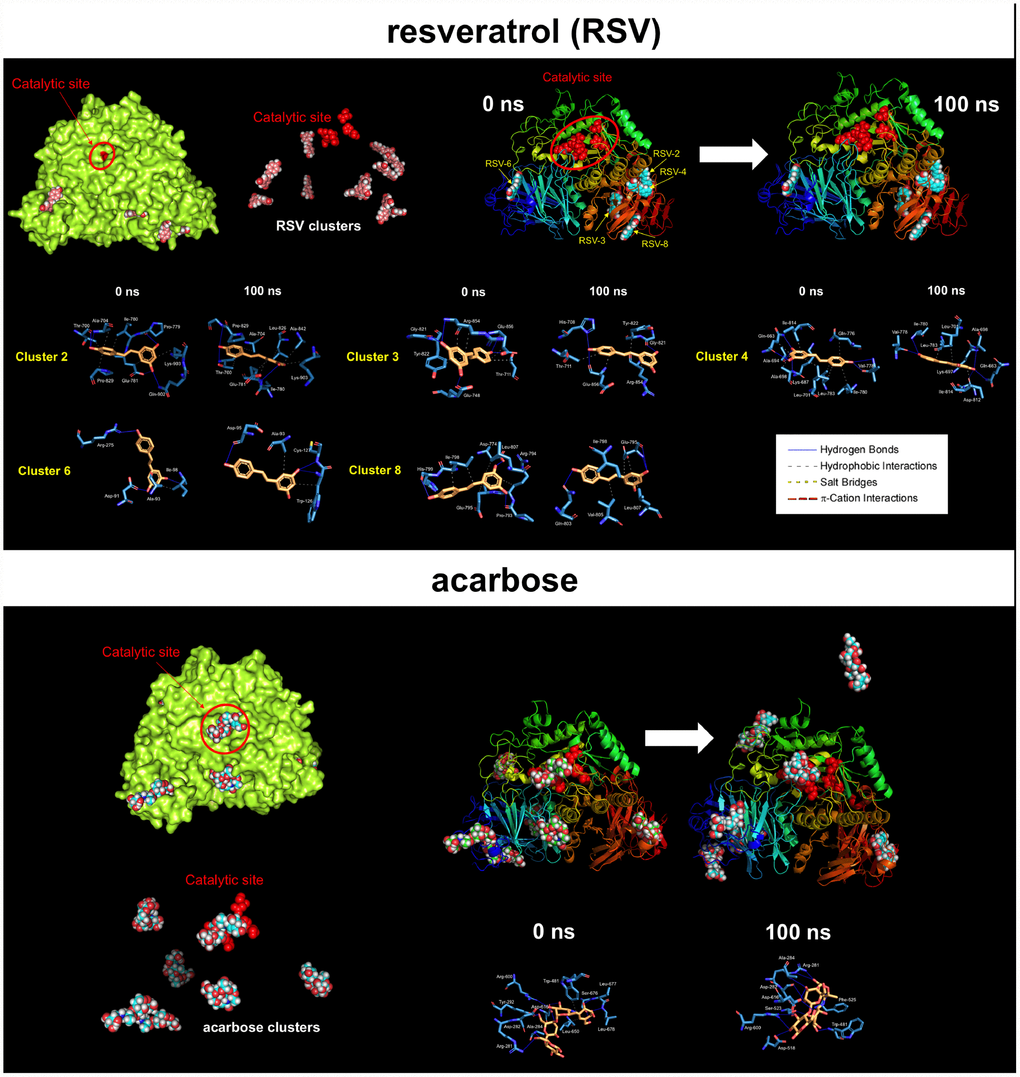 Resveratrol is predicted to bind allosteric sites in the surface of human GAA. Surface and backbone representations of human GAA showing the computationally-predicted location of RSV (top panels) and acarbose (bottom panels) clusters. A detailed map of the molecular interactions of RSV and acarbose in each cluster before (0 ns) and after 100 ns of molecular dynamics simulation. Each inset shows the detailed interactions of each RSV/acarbose cluster docked to human GAA using the PLIP algorithm [124], indicating the participating amino acids involved in the interaction and the type of interaction (hydrogen bonds, hydrophilic interactions, salt bridges, Π-stacking, etc). Figures were prepared using PyMol 2.3 software.