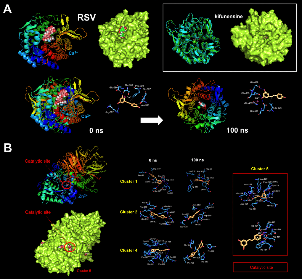 Resveratrol is predicted to bind the catalytic site of human α-mannosidases. Surface and backbone representations of human α-Man I (A) and homology model of human α-Man II (B) showing the computationally predicted location of RSV clusters. A detailed map of the molecular interactions of RSV in each cluster before (0 ns) and after 100 ns of molecular dynamics simulation. Each inset shows the detailed interactions of each RSV cluster docked to human GAA using the PLIP algorithm [124], indicating the participating amino acids involved in the interaction and the type of interaction (hydrogen bonds, hydrophilic interactions, salt bridges, Π-stacking, etc). The white inset in A shows a surface and backbone representations of human α-Man I docked to the α-Man I inhibitor kifunensine. Figures were prepared using PyMol 2.3 software.
