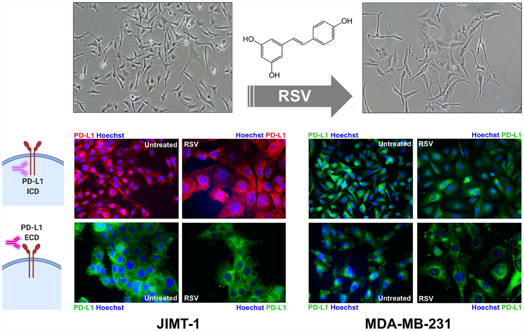 Resveratrol alters the sub-cellular expression pattern of PD-L1. Representative immunofluorescence staining of PD-L1 in JIMT-1 (left panels) and MDA-MB-231 (right panels) breast cancer cells cultured in the absence or presence of RSV, using an antibody directed against either an intracellular epitope (top panels) or an extracellular domain epitope (bottom panels) of PD-L1.