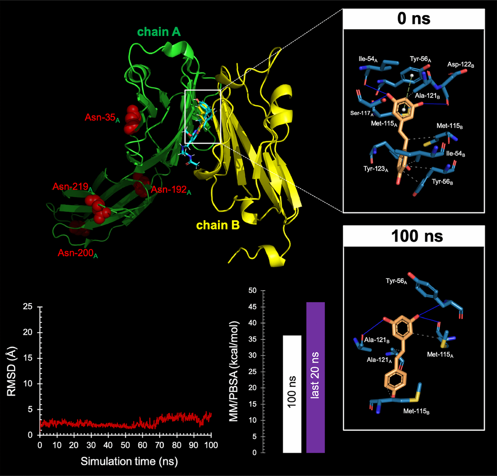 Resveratrol is predicted to bind the PD-1 dimer interface.Top Backbone representation of the PD-L1:PD-L1 dimer showing the computationally-predicted location of RSV (yellow) and BMS-202 (cyan). Chain A shows the location of the four Asn residues that can be glycosylated. The insets show the detailed maps of the molecular interactions of RSV with the amino acids at the hydrophobic pocket accommodating the BMS-202 inhibitor and formed at the PD-L1 dimer surface before (0 ns) and after 100 ns of molecular dynamics (MD) simulation, indicating the participating amino acids involved in the interaction and the type of interaction (hydrogen bonds, hydrophilic interactions, salt bridges, Π-stacking, etc). Bottom. Left. Trajectory of the RSV-forming complex with the PD-L1 dimer. Right. Molecular Mechanics/Poisson-Boltzmann Surface Area free energy analysis of the PD-L1 dimer forming a complex with RSV using YASARA dynamics v19.9.17 software. The best-docked complex as the initial conformation for MD simulation followed by 1000 snapshots (100 ns) obtained from the MD trajectory were employed to calculate the values of free energy binding of RSV. Additionally, the average value calculated for the last 200 snapshots (20 ns) is also displayed. YASARA-calculated binding energy provides positive values when the predicted binding is strong and stable whereas negative values indicate no binding. Figures were prepared using PyMol 2.3 software.