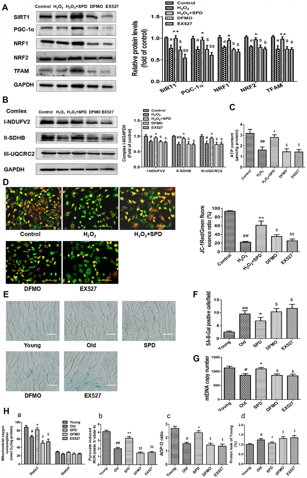 Inhibition of polyamine biogenesis and SIRT1 activity attenuates SPD-induced mitochondrial biogenesis and functional improvement in aging cardiomyocytes. For in vitro studies, NRMCs and H9C2 cells were cultured as follows: normal culture (Control), H2O2 treatment-induced aging (H2O2), H2O2 plus SPD (H2O2 + SPD), H2O2 plus SPD and DFMO (DFMO), or H2O2 plus SPD and EX527 (EX527). (A) Representative immunoblot bands for SIRT1, PGC-1α, NRF1, NRF2, and TFAM, and quantification of protein expression in NRMCs. GAPDH was used as loading control (n = 4). (B) Representative immunoblot bands for OXPHOS complexes I (NDUFV2), II (SDHB), and III (UQCRC2), and quantification of protein expression in NRMCs (n = 4). (C) ATP content measured by luminometry in NRMCs (n = 8). (D) Mitochondrial transmembrane potential (ΔΨm) detected by JC-1 fluorescence staining in H9C2 cells. Mean fluorescence intensity is displayed on the right of the graphs (n = 6). # P ## P * P 2O2, ** P 2O2, $ P 2O2 + SPD, $$ P 2O2 + SPD. For in vivo studies, the rats were divided into five groups: 1) young (3 months old), 2) old (24 months old), 3) SPD (24-months-old rats treated by SPD for 6 weeks), 4) DFMO (24-month-old rats treated with SPD and DFMO plus MGBG), and 5) EX527 (24-month-old rats treated with SPD and EX527). (E) Cardiac aging evaluated by SA-β-gal staining ex-vivo. (F) SA-β-gal staining quantification. Scale bars: 20 μm (n = 6). (G) Mitochondrial DNA (mtDNA) copy number detected by real-time PCR (n = 8). (H) Mitochondrial oxidative phosphorylation (OXPHOS) efficiency was evaluated based on mitochondrial State 3 and 4 oxygen consumption (a), respiratory control rate (RCR) (b), P/O ratio (c), and proton leakage (d); n = 8. # P ## P * P ** P $ P $$ P 
