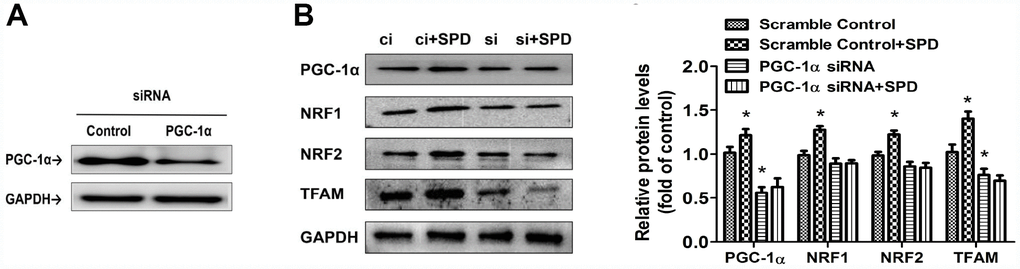 Deletion of PGC-1α abrogates SPD-mediated enhancement of mitochondrial biogenesis. (A) Western blot analysis of PGC-1α expression in H9C2 cells transfected with siRNA against PGC-1α (si) or control (scrambled) siRNA (ci). (B) Western blot and quantification analysis of PGC-1α, NRF1, NRF2, and TFAM expression in transfected H9C2 cells in the absence (ci and si) or presence of SPD (ci + SPD and si + SPD). GAPDH served as loading control (n = 4). * P 
