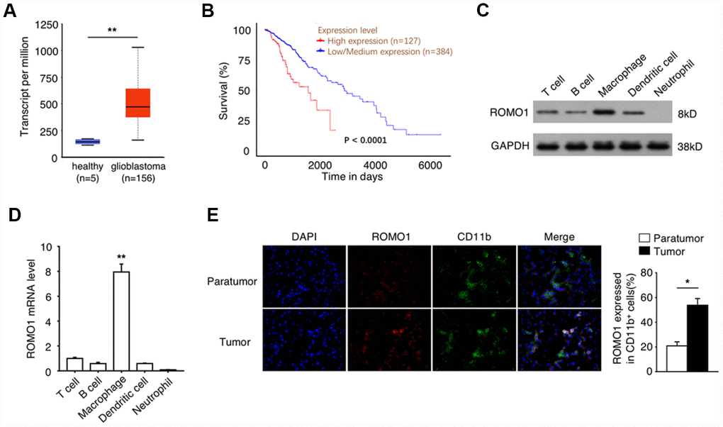 The high expression of Romo1 is associated with the poor prognosis of glioblastoma patients. (A) The mRNA levels of Romo1 in the tumor tissues of glioblastoma patients (n=156) and the healthy brain tissues (n=5) were compared. The mRNA levels were compared between the samples with RNA-Seq data published in TCGA database. (B) The survival curves of the glioblastoma patients with high expression (n=127) and low expression (n=384) of Romo1. The mRNA levels were compared between the samples with mRNA microarray data published in TCGA database. (C) The protein levels of Romo1 in different types of patient-derived immune cells were detected by western blotting. (D) The mRNA levels of Romo1 in different types of patient-derived immune cells were analyzed by RT-qPCR. (E) The tissue sections of the paratumors and tumors from glioblastoma patients were analyzed by immunofluorescence with DAPI, Romo1 and CD11b antibodies. The CD11b positive cells and the Romo1 positive cells were quantified and statistically analyzed from three independent experiments. *, P 