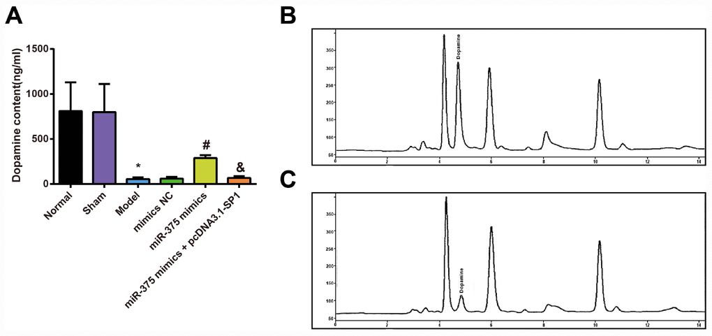 Detection of dopamine content in striatum of rats in each group (n = 12). (A) Dopamine content in the striatum of rats; (B) Dopamine content in the striatum of rats in the normal group was measured by HPLC; (C) Dopamine content in the striatum of rats in the model group was measured by HPLC; * P P P 