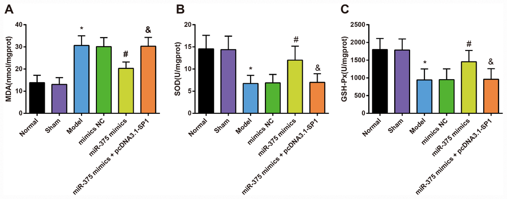 Changes of MDA content, SOD and GSH-Px activity in substantia nigra of rats in each group (n = 12). (A) MDA content in substantia nigra of rats in each group; (B) SOD activity in substantia nigra of rats in each group; (C) GSH-Px activity in substantia nigra of rats in each group; * P P P 