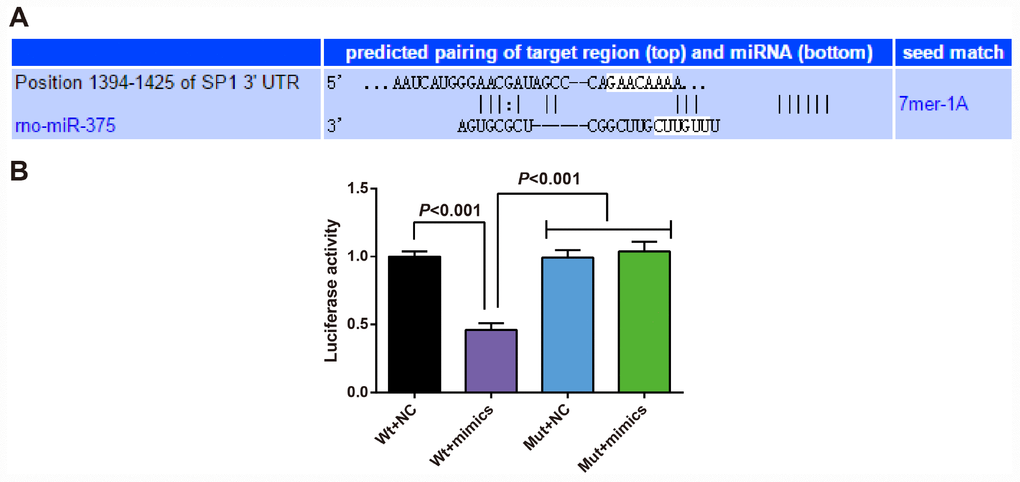 SP1 is determined as a target gene of miR-375. (A) TargetScan prediction of target site for SP1 and miR-375; (B) Detection of the luciferase activity by dual luciferase reporter gene assay; the independent experiment was repeated 3 times. The data represent the mean ± standard deviation of three independent experiments.