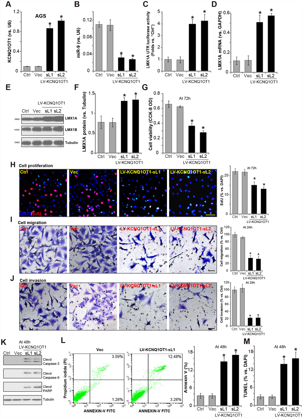 Forced overexpression of LncRNAKCNQ1OT1 induces miR-9 depletion, LMX1A upregulation and AGS cell inhibition. AGS cells were infected with KCNQ1OT1-expressing lentivirus (“LV-KCNQ1OT1”) or scramble control vector lentivirus (“Vec”) for 24h, following puromycin selection two stable lines (“sL1/sL-2”) with LV-KCNQ1OT1 established, expression of KCNQ1OT1 (A), miR-9 (B) and LMX1A mRNA (D) were tested by qPCR assays; The LMX1A 3’-UTR luciferase activity was shown (C); Expression of the listed proteins in total cell lysates were tested by Western blotting assay (E, results quantified in F); Cells were further cultured for the indicated time periods, cell survival and proliferation were tested by CCK-8 assay (G) and EdU staining (H), respectively; Cell migration and invasion were tested by “Transwell” (I) and “Matrigel Transwell” assay (J), respectively; Cell apoptosis was tested by Western blotting (testing apoptosis-associated proteins, K), Annexin V FACS (L) and TUNEL staining assay (M). The exact same number of viable cells of different genetic treatment were plated initially (at 0h) for the functional assays (Same for all following Figures). “Ctrl” stands for the parental control cells (Same for all Figures). For each assay, n=5. *P vs. “Vec” cells. Experiments in this figure were repeated five times, and similar results were obtained. Bar=100 μm (H–J).