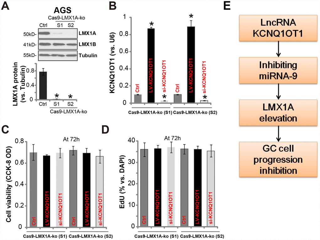 In LMX1A-knockout AGS cells altering KCNQ1OT1 expression fails to change cell viability and proliferation. AGS cells were transfected with the lentiCRISPR/Cas9 LMX1A knockout constructs containing non-overlapping sgRNA sequences (“S1/S2”), following FACS sorting and puromycin selection two stable lines were obtained (“Cas9-LMX1A-ko”). LMX1A and LMX1B protein expression was tested (A, LMX1A protein results were quantified). LV-KCNQ1OT1 or KCNQ1OT1 siRNA (500 nM) were transduced to the Cas9-LMX1A-ko AGS cells (“S1/S2”) for 72h, KCNQ1OT1 expression (B), cell viability (C) and proliferation (D) were shown. (E) The proposed signaling cascade of this study. For each assay, n=5. *P vs. “Ctrl” cells. Experiments in this figure were repeated three times, and similar results were obtained.