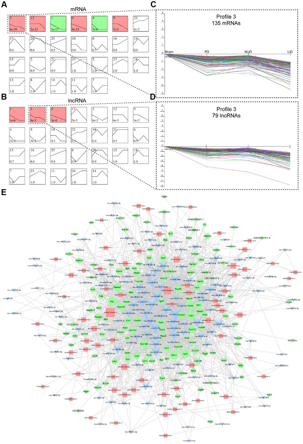 LncRNA and mRNA expression signatures of PD and LID rats. (A, B) Dynamic expression analyses of differentially expressed coding (A) and non-coding (B) genes. Differential expression patterns were determined based on 26 model profiles; each box represents a model expression profile, with the model profile number and P value shown in the box. Expression profiles with significant differences (P C, D) Profile 3 of mRNAs (C) and lncRNAs (D) in dotted boxes are shown in detail to the right. The horizontal axis shows the four groups (Sham, PD, NLID, and LID) and the vertical axis shows gene expression level. Each curve represents a single gene. (E) ceRNA network of lncRNAs with mRNAs in profile 3. LncRNAs, mRNAs, and miRNAs are represented by red squares, green circles, and blue triangles, respectively.