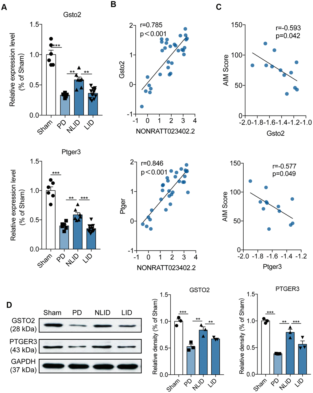 Expression profiles of the potential target genes of lncRNA NONRATT023402.2. (A) Gsto2 and Ptger3 expression determined by qRT-PCR in the striatum of PD and LID rats and their corresponding controls (n = 6–11). (B) Correlation between NONRATT023402.2 and Gsto2 or Ptger3 expression levels in the striatum of PD and LID rats and their corresponding controls (n = 11). (C) Correlation between Gsto2 or Ptger3 expression in the striatum of LID rats and AIM score (n = 11). (D). GSTO2 and PTGER3 protein levels in the striatum of PD and LID rats and their corresponding controls (n = 3), as determined by western blotting. The intensity of protein bands was quantified by densitometry and normalized to that of GAPDH. Data represent mean ± SEM. **P 