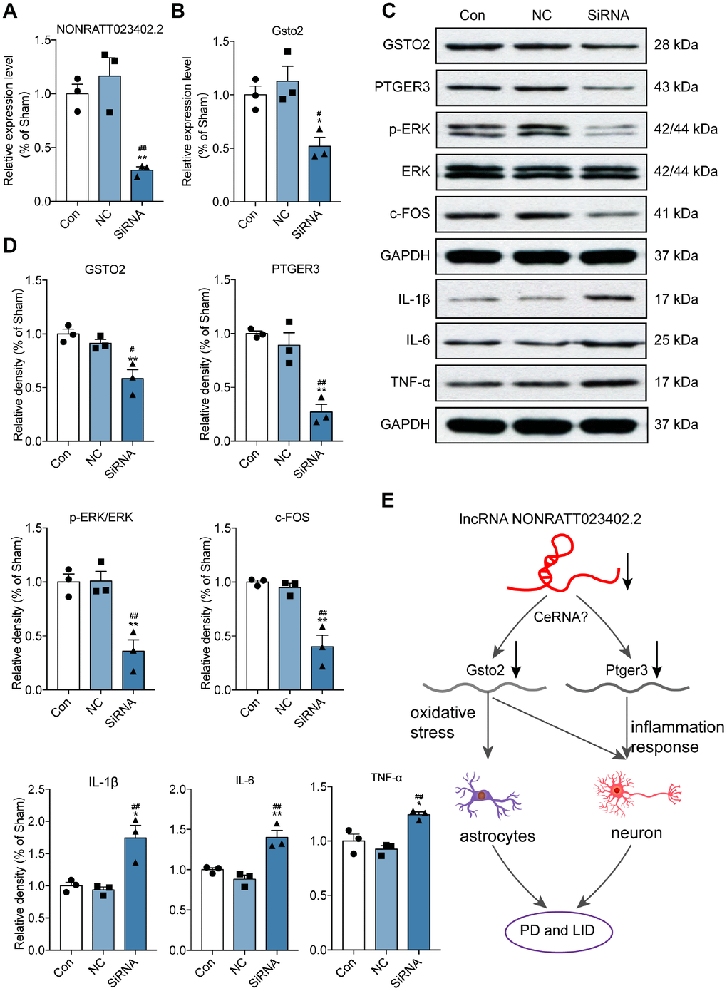 Slicing lncRNA NONRATT023402.2 inhibited Gsto2 and Ptger3, and promoted inflammatory response in vivo. (A, B) qRT-PCR detection of NONRATT023402.2 and Gsto2 levels in rat PC12 cells transfected with NONRATT023402.2 siRNA (n = 3). (C, D) Protein levels of GSTO2, PTGER3, c-FOS, p-EERK, ERK, IL-1β, IL-6 and TNF-α in PC12 cells transfected with NONRATT023402.2 siRNA (n = 3), as determined by western blotting. The signal intensity of protein bands was quantified by densitometry and normalized to that of GAPDH. (E) Schematic representation of the regulatory mechanism of NONRATT023402.2 in PD and LID. Downregulation of NONRATT023402.2 leads to the decline of GSTO2 and PTGER3, possibly through a ceRNA-type mechanism. The decrease in GSTO2 results in increased oxidative stress in neurons and astrocytes, whereas the decrease in PTGER3 promotes inflammation in neurons; these ultimately contribute to the development of PD/LID. Data represent mean ± SEM. *P #P ##P 