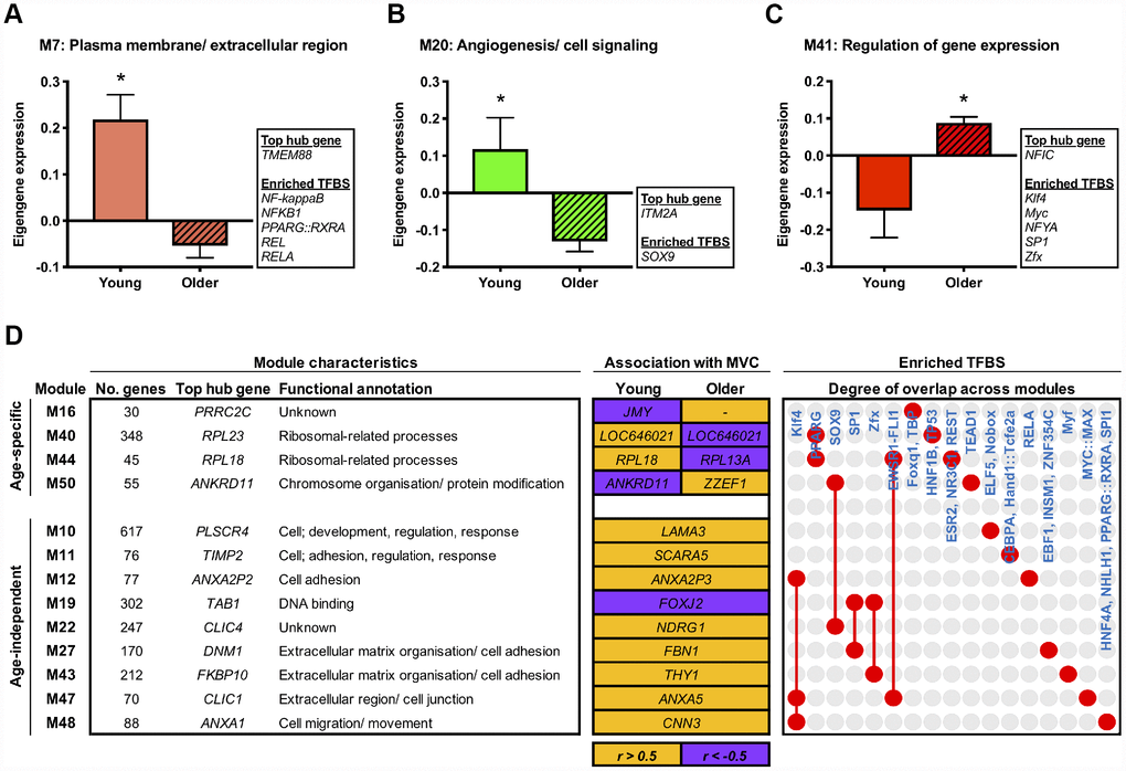 Age-related molecular networks and candidate molecules in resting muscle. Panels (A–C) Network modules displaying a divergent co-expression pattern between ages at baseline. Box inserts show the top ranked hub gene, and all identified enriched transcription factor binding sites (TFBS) for each module. Data are mean ± SEM. *FDR D) Network modules that significantly associate (P 