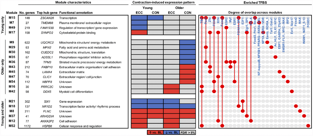 Molecular networks and candidate molecules of the aging muscle contractile response. Modules shown are those with a co-expression profile responsive to ECC and/or CON contraction in young adults, older adults or both. Red and blue shading denote significant post-exercise upregulation and downregulation relative to baseline (BL), respectively (FDR 