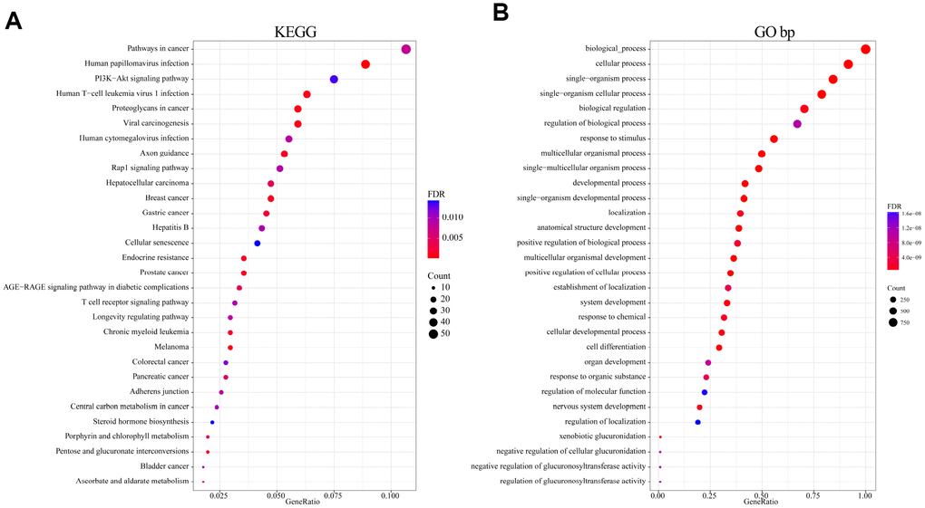 Functional enrichment analysis of 1321 genome variant genes. (A) Enriched KEGG biological pathways. (B) Enriched GO terms in the “biological process” category. Different colors indicate different significances, while different sizes indicate the number of genes.