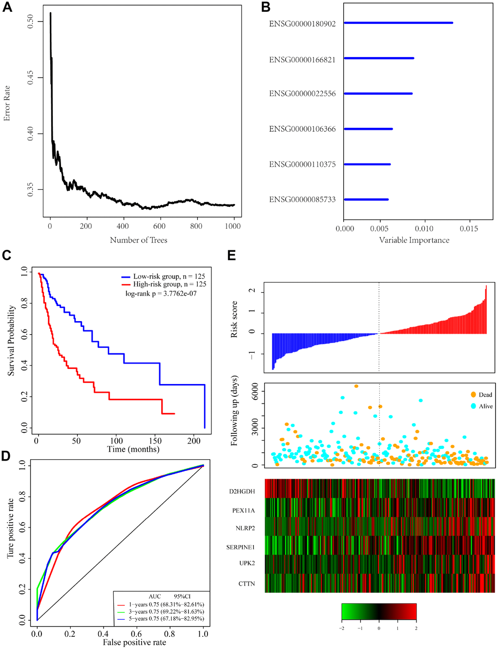 Identification of genomic variant genes and prognosis-related genes in head and neck cancer. (A) Relationship between the error rate and number of classification trees. (B) Importance the sequencing of 6 out-of-bag genes. (C) Distribution of the 6-gene signature in Kaplan-Meier survival curve for the TCGA training set. (D) ROC curve and AUC for the 6-gene signature classification. (E) TCGA training focused on risk score, survival time, survival status, and expression of the 6-gene signature.