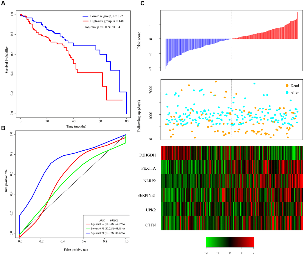 Performance of the 6-gene signature model with GEO data. (A) Kaplan-Meier survival curve distribution of 6-gene signature for the GSE65858 dataset. (B) ROC curve and AUC for the 6-gene signature classification. (C) Risk score, survival time, survival status, and expression of the 6-gene signature in the GSE65858 dataset.