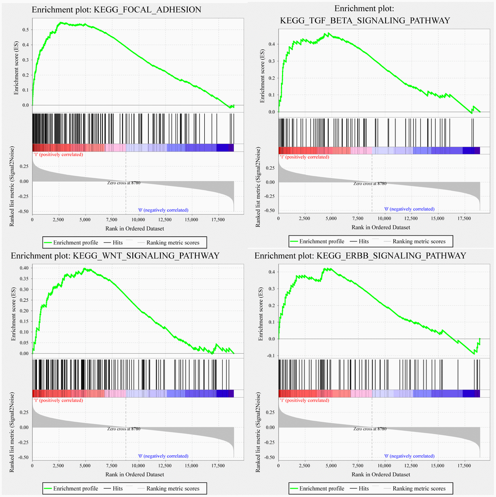 GSEA showing four pathways enriched in the high-risk group. GSEA enrichment results for focal adhesion, TGF-β signaling pathway, WNT signaling pathway, and ERBB signaling pathway.