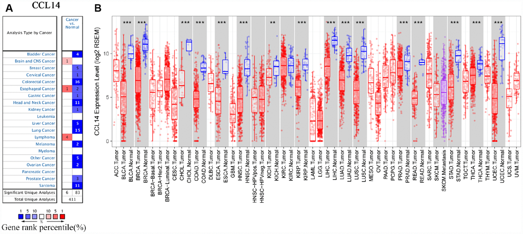 CCL14 expression in different types of human cancers. (A) High or low expression of CCL14 in different human cancer tissues compared with normal tissues using the Oncomine database. (B) The level of CCL14 expression in different tumor types from the TCGA database in TIMER. Note: *P 