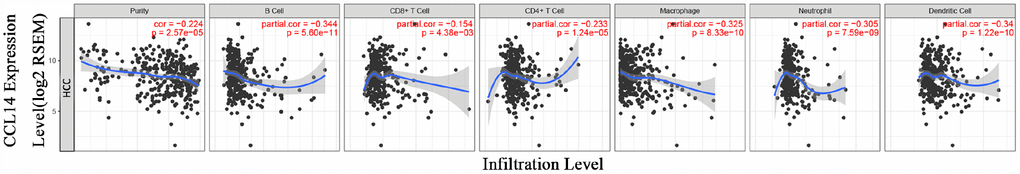 Correlation analysis of CCL14 expression and infiltration levels of immune cells in HCC tissues using the TIMER database. CCL14 expression in HCC tissues negatively correlates with tumor purity and infiltration levels of B cells, CD8+ T cells, CD4+ T cells, macrophages, neutrophils, and dendritic cells (n =371).
