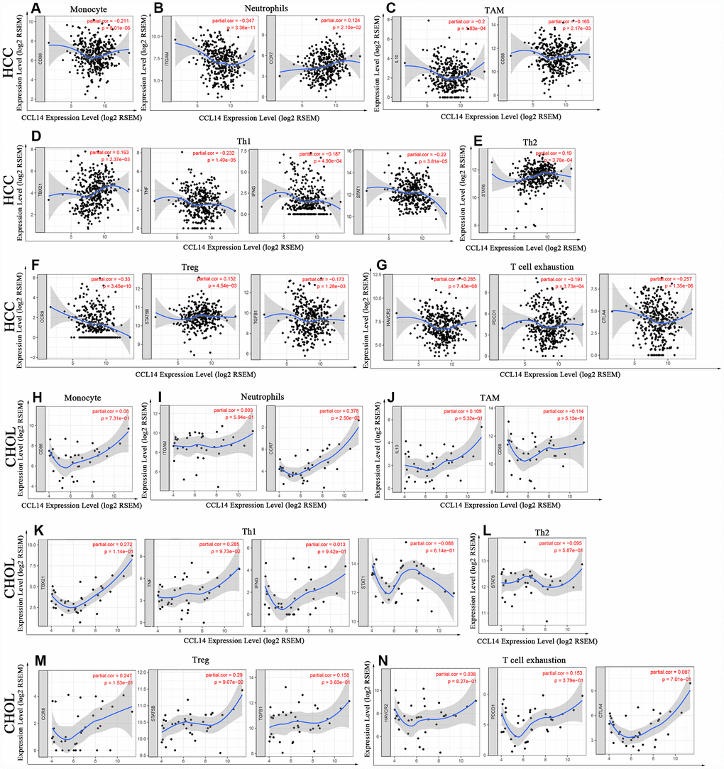 Correlation analysis of CCL14 expression and the expression of marker genes of infiltrating immune cells in HCC (A-G) and CHOL (H-N) using the TIMER database. (A–G) The scatter plots show correlation between CCL14 expression and the gene markers of (A) Monocytes (CD86); (B) Neutrophils (ITGAM and CCR7); (C) TAMs (IL-10 and CD68); (D) Th1 cells (TBX21, TNF, IFNG and STAT1); (E) Th2 cells (STAT6); (F) Tregs (CCR8, STAT5B and TGFB1); and (G) Exhausted T cells (HAVCR2, PDCD1 and CTLA4) in HCC samples (n = 371). (H–N) The scatter plots show correlations between CCL14 expression and the gene markers of (H) Monocytes (CD86); (I) Neutrophils (ITGAM and CCR7); (J) TAMs (IL-10 and CD68); (K)Th1 cells (TBX21, TNF, IFNG and STAT1); (L) Th2 cells (STAT6); (M) Tregs (CCR8, STAT5B and TGFB1); and (N) Exhausted T cells (HAVCR2, PDCD1 and CTLA4) in CHOL (n = 36).