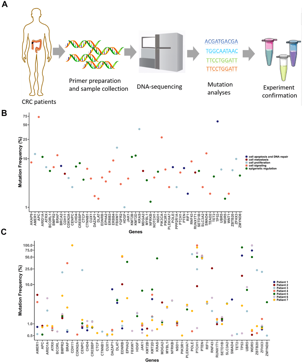 Detection of cancer-associated mutations in T1 cancer tissues. (A) Schematic diagram of the mutation detection method. (B) Selected CRC-associated genes. Mutation frequency data were acquired from the CRC project of TCGA. (C) Mutation detection in T1 tumor tissues from the seven CRC patients.