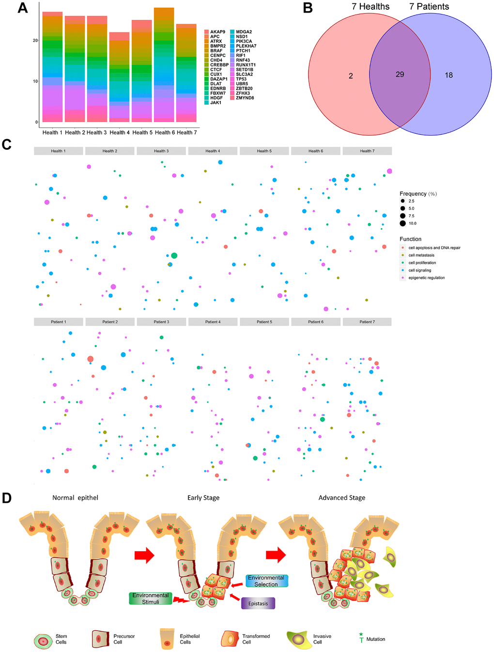 Detecting mutations in normal blood cells from healthy donors. (A) Distribution of selected mutant genes in the seven healthy donors. (B) Wayne diagram of the distribution of mutated genes in CRC patients and healthy donors. (C) Scatter plot of the mutated genes in CRC patients and healthy donors. (D) Schematic diagram. Stem cells in tissues proliferate over years and accumulate mutations. The majority of cells (including stem cells) carry mutant genes (Left). DNA replication and repair and environmental factors (UV, radiation, etc.) lead to the transformation of mutant stem cells into cancer stem cells, while environmental selection and epistasis influence mutations in the tumor (Middle). After continuous iterative selection, cancer stem cells eventually develop into malignant tumors (Right).