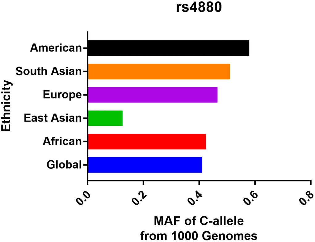 Minor allele frequency for SOD2 rs4880 V16A variant in the main populations around the world. Vertical line, ethnicity; Horizontal line, allele frequency.