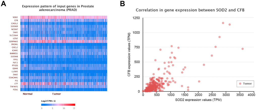 Gene-gene interaction of SOD2. At least 24 genes could participate in the correlation of SOD2 (A). Complement factor B gene (CFB) was predicted to be the most related gene. There was a positive correlation between CFB and SOD2 in PCa (B).
