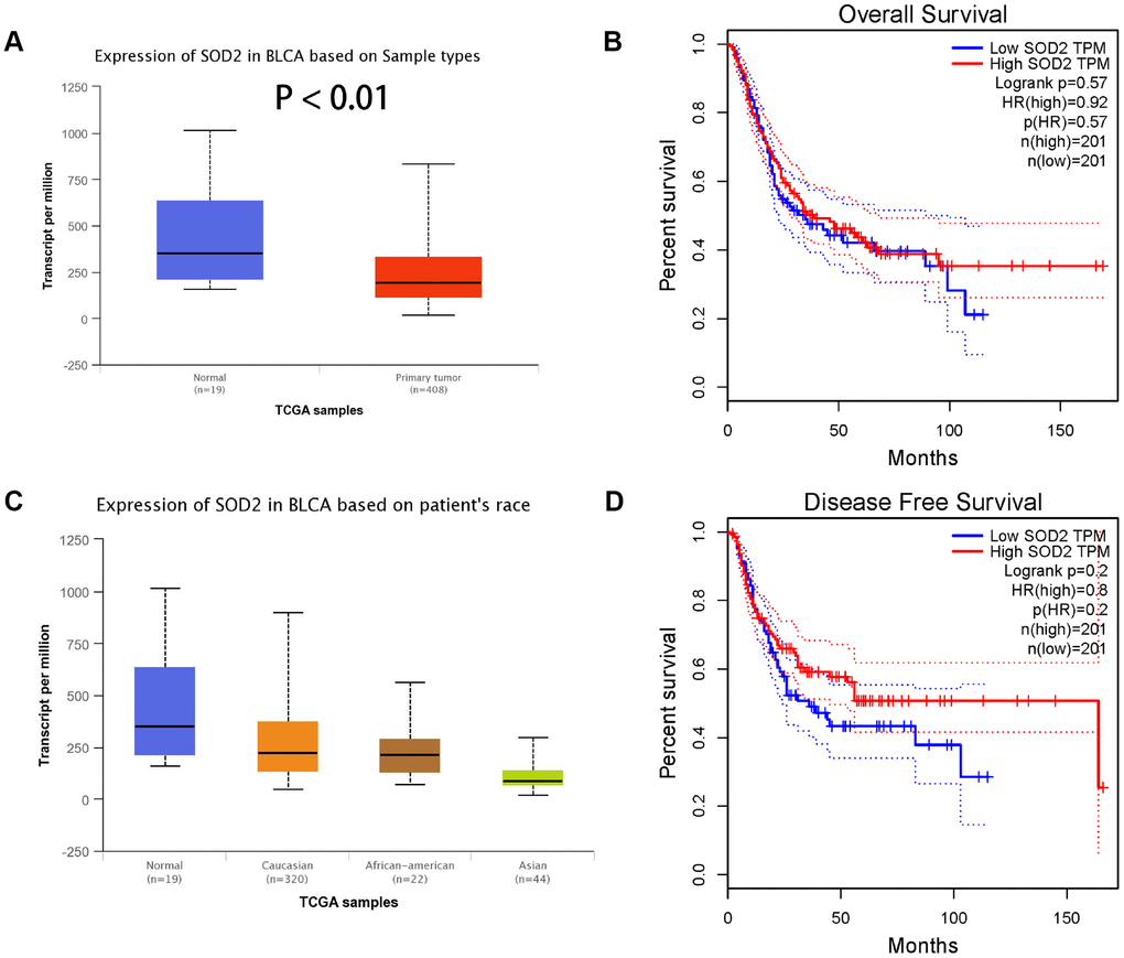 Association of SOD2 expression in bladder cancer subjects (A), based on patients’ race (C), the investigation of OS time (B) and DFS time (D). Expression of SOD2 was also down-regulated in bladder cancer tissues (Figure 7A), especially in Asian populations (Figure 7C, P Figure 7B, P = 0.570) and DFS time (Figure 7D, P = 0.200).