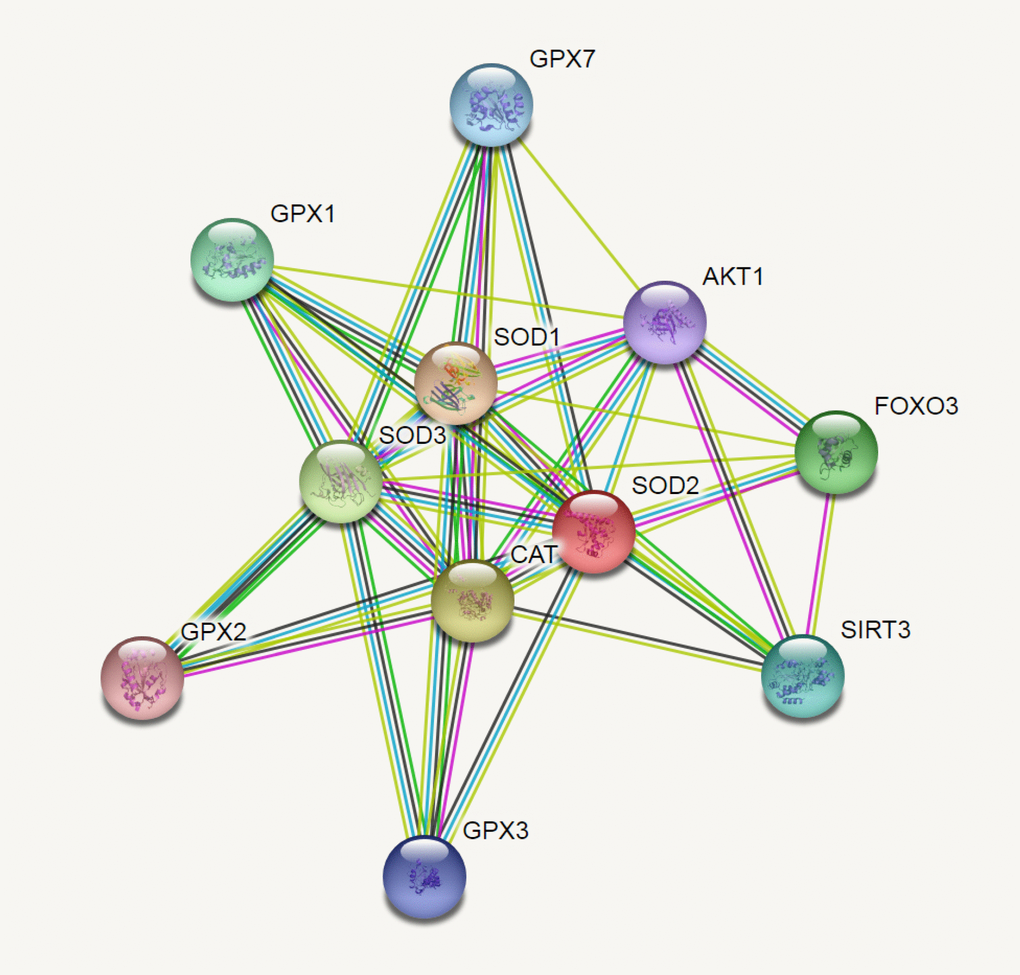 SOD2 correlations crosstalk investigation by String server functional protein association networks (Homo sapiens). At least 10 proteins were predicted to be involved in the interaction of SOD2, including SOD1 (Superoxide dismutase-1), CAT (Catalase), SOD3 (Extracellular superoxide dismutase-3), FOXO3 (Forkhead box protein O-3), GPX1 (Glutathione peroxidase 1), SIRT3 (NAD-dependent protein deacetylase sirtuin-3), GPX7 (Glutathione peroxidase-7), GPX3 (Glutathione peroxidase-3), AKT1 (RAC-alpha serine/threonine-protein kinase-1), GPX2 (Glutathione peroxidase-2).