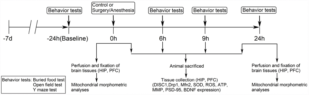 Diagram of the experimental design. The mice underwent behavioral tests at 24 hours before (baseline) and at 6, 9, and 24 hours after the Surgery/Anesthesia. Within each group, separate cohorts were subjected to assessments at each time point (n = 9 per cohort). Mice were sacrificed immediately after the Surgery/Anesthesia and at 6, 9, and 24 hours postoperatively. The hippocampal and prefrontal cortex tissues were harvested for analysis of DISC1, Drp1, Mfn2, SOD, ROS, ATP, MMP, BDNF, and PSD-95 levels (n = 6 per cohort). Mice were anesthetized and transcardially perfused with ice-cold phosphate-buffered saline (PBS) followed by paraformaldehyde and glutaraldehyde; then, hippocampal and prefrontal cortex tissues were collected and stored in the same fixative for electron microscopy analysis immediately after the Surgery/Anesthesia and at 24 hours postoperatively (n = 3 per cohort). DISC1, disrupted in schizophrenia 1. Drp1, dynamin-related protein 1. Mfn2, mitofusin 2. SOD, superoxide dismutase. ROS, reactive oxygen species. ATP, adenosine triphosphate. MMP, mitochondrial membrane potential. PSD-95, postsynaptic density protein 95. BDNF, brain-derived neurotrophic factor.