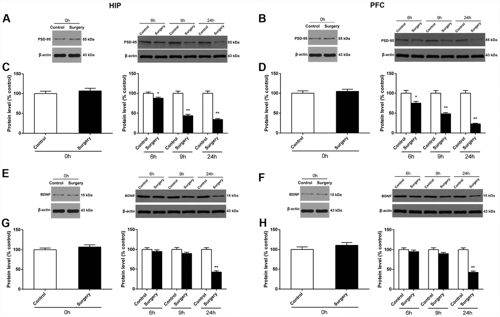 Surgery/Anesthesia decreased PSD-95 and BDNF expression in the hippocampus and prefrontal cortex of aged mice at postoperative 0, 6, 9, and 24 hours. The expression of PSD-95 and BDNF was estimated using western blotting analysis of fresh homogenates of hippocampal and prefrontal cortex tissues obtained at 0, 6, 9, and 24 hours after Surgery/Anesthesia or control treatment. Immediately after Surgery/Anesthesia, there were no significant differences in the PSD-95 expression in the hippocampus (A and C) and prefrontal cortex (B and D) between the mice in the Surgery/Anesthesia group and control group. However, the level of PSD-95 in the hippocampus (A and C) and prefrontal cortex (B and D) of mice in the Surgery/Anesthesia group decreased significantly compared to that in control mice at postoperative 6, 9, and 24 hours. Additionally, Surgery/Anesthesia decreased the BDNF expression in the hippocampus (E and G) and the prefrontal cortex tissues (F and H) at 24 but not 0, 6, or 9 hours postoperatively when compared to the control condition in mice. The data are plotted as the mean ± standard error of the mean for each group (n = 6). *p **p 