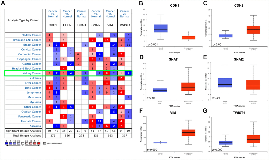 Analysis of the six EMT related genes in Oncomine database and TCGA database. (A) The Oncomine database was queried for the expression of CDH1, CDH2, SNAI1, SNAI2, VIM, and TWIST1 in the available datasets based on the following criteria: 1) “Cancer Type”; 2) “Gene: CDH1, CDH2, SNAI1, SNAI2, VIM, or TWIST1”; 3) “Data Type: mRNA”; 4) “Analysis Type: Cancer vs Normal Analysis”, and 5) Threshold Setting Condition (p2, gene rank = top 10%). The 'red cells' represents gene overexpression and the 'blue cells' represent gene underexpression. The color intensity equals the percentile, i.e. Top 1%, 5%, or 10% significantly over- or underexpressed (see the legend below the grid). We found that CDH1 and SNAI2 was underexpressed in the kidney cancer vs normal datasets, while VIM was highly overexpressed. (B–G) Differential mRNA expression of six EMT related genes in clear cell renal cell carcinoma (ccRCC) tumor samples and adjacent normal tissues from TCGA. Epithelial marker CDH1 mRNA expression was significantly lower in tumor samples compared with adjacent normal tissues (B); Most mesenchymal markers (CDH2, SNAI1, VIM, and TWIST1) mRNA expression was elevated in tumor samples compared with adjacent normal tissues (C–G).