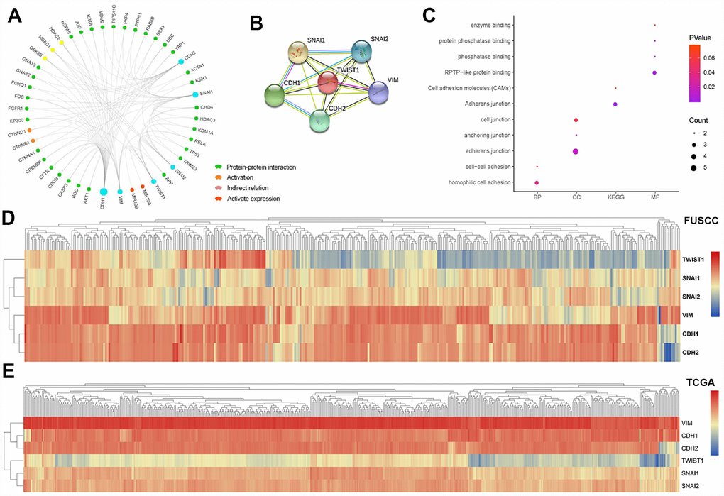 Module analysis and functional annotations of the six EMT related gene in silico. Protein-protein interaction (PPI), activation and indirect relation were predicted and displayed in association with sig EMT related genes (A). PPI network derived from active interaction sources was detailed illustrated with required interaction score equal 0.400 (B). GO and KEGG functional annotations analysis of CDH1, CDH2, SNAI1, SNAI2, VIM, TWIST1 was enriched in hemophilic cell adhesion and cell-cell adhesion of biologic process, adherens junction, anchoring junction and cell junction of cellular component, RPTP-like protein binding, phosphatase binding, protein phosphatase binding and enzyme binding of molecular function. Participating upstream or downstream signaling pathways enrichment include adherens junction, cell adhesion molecules (CAMs) of KEGG pathways (C). Hierarchical partitioning using transcriptional expression profiles of CDH1, CDH2, SNAI1, SNAI2, VIM, TWIST1 from FUSCC cohort (D). Hierarchical partitioning using transcriptional expression profiles of six hub genes from TCGA cohort was performed in the heat map (E).