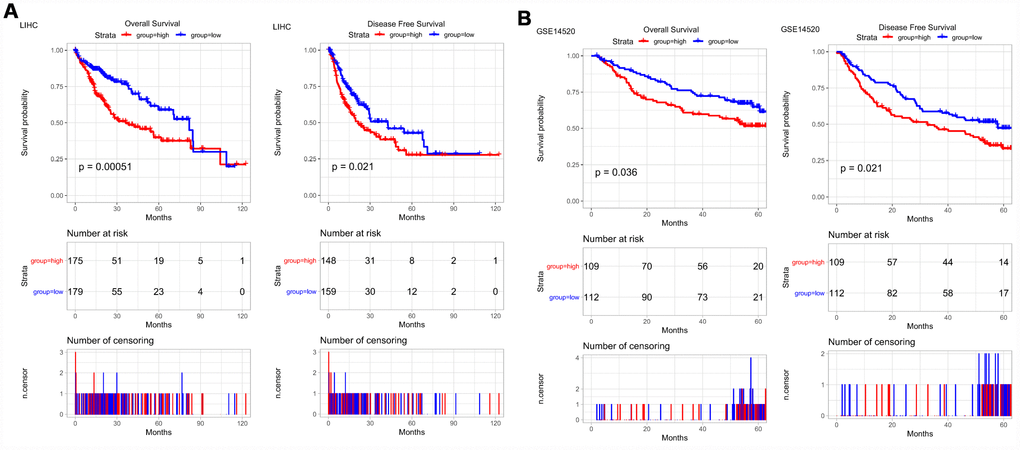 PRPF3 is associated with survival outcome. (A) Overall survival (OS) and disease-free survival (DFS) in TCGA LIHC cohort. (B) OS and DFS of PRPF3 in GSE14520 cohort. The numbers below the figures denote the number of patients at risk in each group.