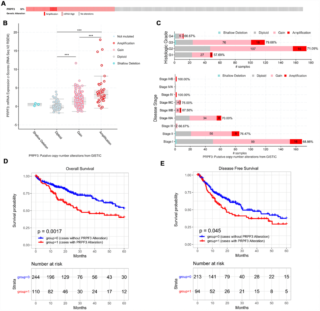 PRPF3 genomic alterations in HCC (cBioPortal). (A) OncoPrint of PRPF3 alterations in LIHC cohort. The different types of genetic alterations are highlighted in different colors. (B) PRPF3 expression in different PRPF3 CNV groups. PRPF3 amplification (AMP) group has a significantly higher expression level. (C) Distribution of PRPF3 CNV frequency in different stage and grade subgroups. The percentage number on the right of the bar indicates the ratio of patients with PRPF3 gain or AMP in all this subgroup patients. (D) To reduce the noise of disease irrelevant deaths, survival time that was greater than five years was truncated to five years. PRPF3 CNV affects overall survival and disease-free survival. ***, p 