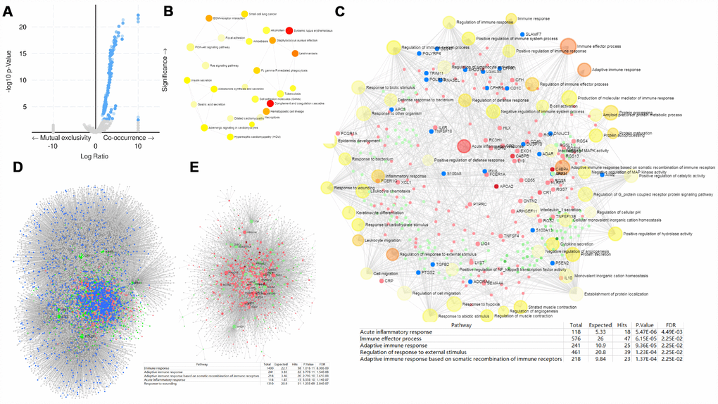 PRPF3 CNV co-occurrence profiles in HCC. (A) Volcano plot of co-occurrence genes along with PRPF3 amplification (AMP). (B) KEGG pathway analysis of significantly PRPF3 co-occurrence genes. (C) GO