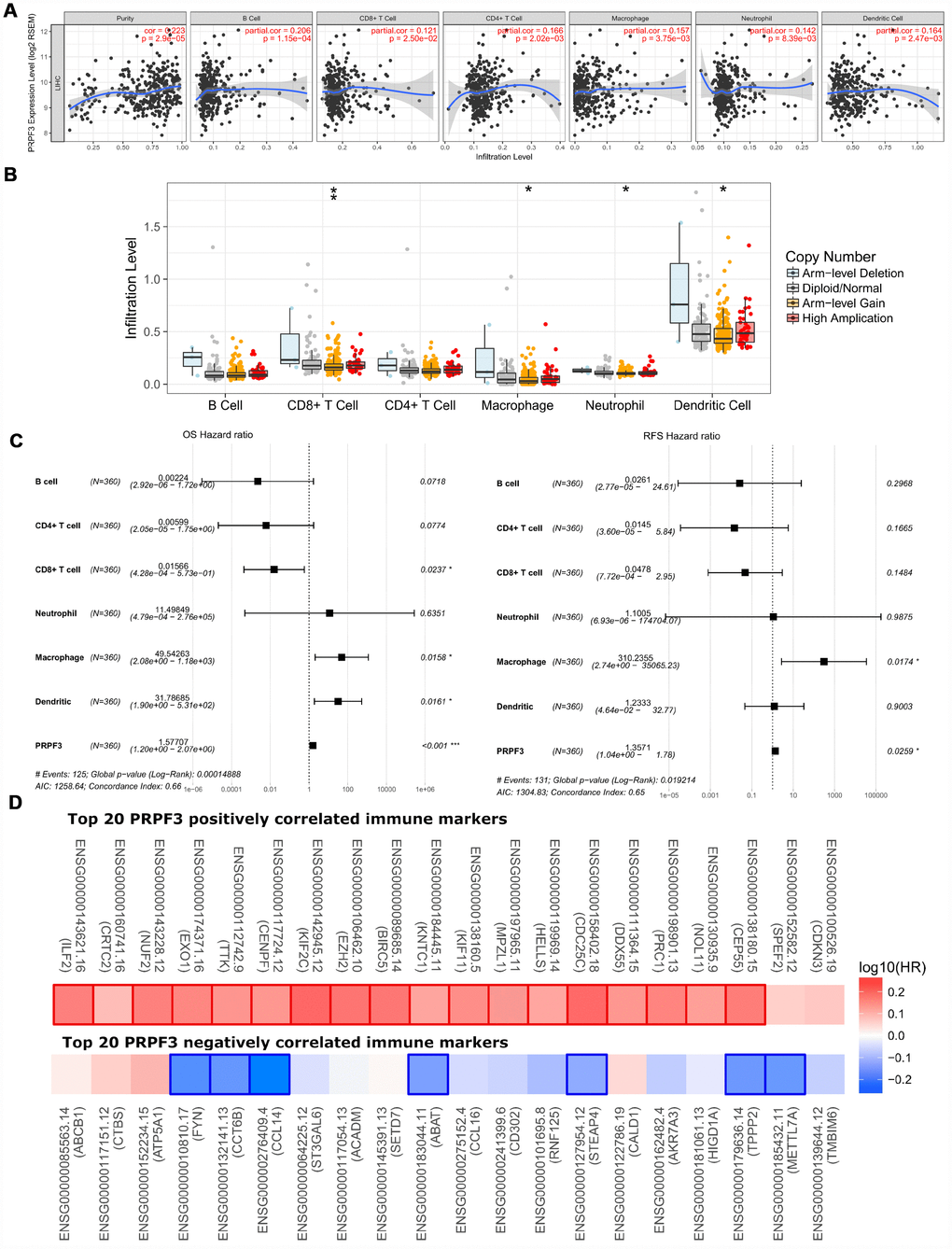 Correlations of PRPF3 expression with immune infiltration level in HCC. (A) PRPF3 expression is significantly related to tumor purity and has significant positive correlations with infiltrating levels of CD8+ T cells, CD4+ T cells, macrophages, neutrophils, and dendritic cells in LIHC. (B) PRPF3 CNV affects the infiltrating levels of CD8+ T cells, macrophages, neutrophils, and dendritic cells in HCC. (C) Multivariable hazards models were used to evaluate the impacts of PRPF3 expression on overall survival and disease-free survival in the presence of infiltrating levels of multiple immune cells. (D) Survival maps of top 20 PRPF3 positively and negatively correlated immune markers in LIHC, respectively. *, p p p 