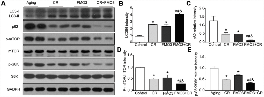 FMO3 overexpression inhibits mTOR signaling and induces autophagy. (A) Representative western blots of liver lysates from each group of mice, probed with the indicated antibodies. GADPH was used as the internal housekeeping protein control. Image analysis of (B) LC3, (C) p62, (D) p-mTOR/mTOR, and (E) p-S6K/S6K was performed using densitometry. Results are shown as the mean ± SD of eight animals per group. *p #p &p 