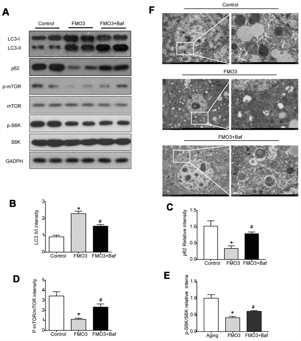 Bafilomycin A1 treatment suppresses mTOR-regulated autophagy. (A) Representative western blots of liver lysates from each group of mice, probed with the indicated antibodies. GADPH was used as the internal housekeeping protein control. Image analysis of (B) LC3, (C) p62, (D) p-mTOR/ mTOR, and (E) p-S6K/S6K was performed using densitometry. (F) Autophagosomes were observed through an electron microscope (black arrows). Results are shown as the mean ± SD of eight animals per group. *p #p 