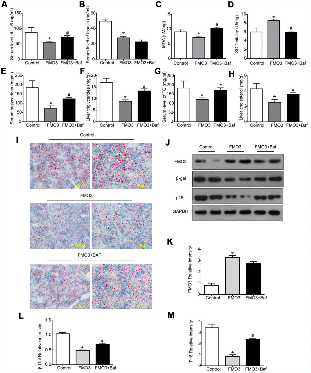 Bafilomycin A1 treatment blocks FMO3-induced anti-aging effects on liver. Levels of (A) IL-6 and (B) insulin in serum were measured by ELISA. Levels of (C) SOD, (D) MDA, (E) serum TG, (F) liver TG, (G) serum TC, and (H) liver TC were measured using commercial kits. (I) Lipid droplet accumulation was assessed via Oil Red O staining. (J) Western blotting was used to determine the levels of (K) FMO3, (L) β-gal, and (M) p16. Results are shown as the mean ± SD of eight animals per group. *p #p 