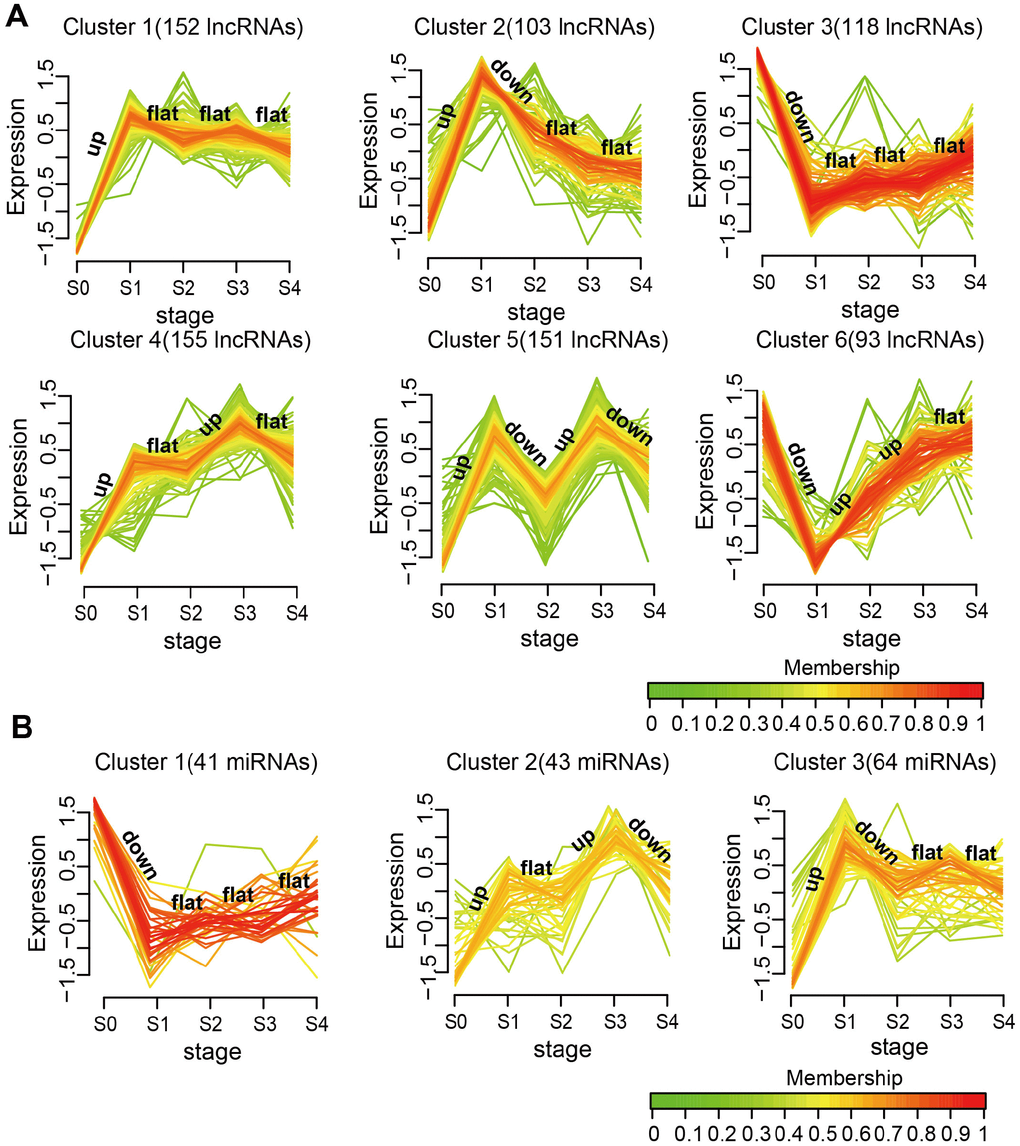 Expression patterns of SDE lncRNAs and miRNAs during MI progression. (A) SDE lncRNA clusters. (B) SDE miRNA clusters. The analysis was performed on R using the Mfuzz package.