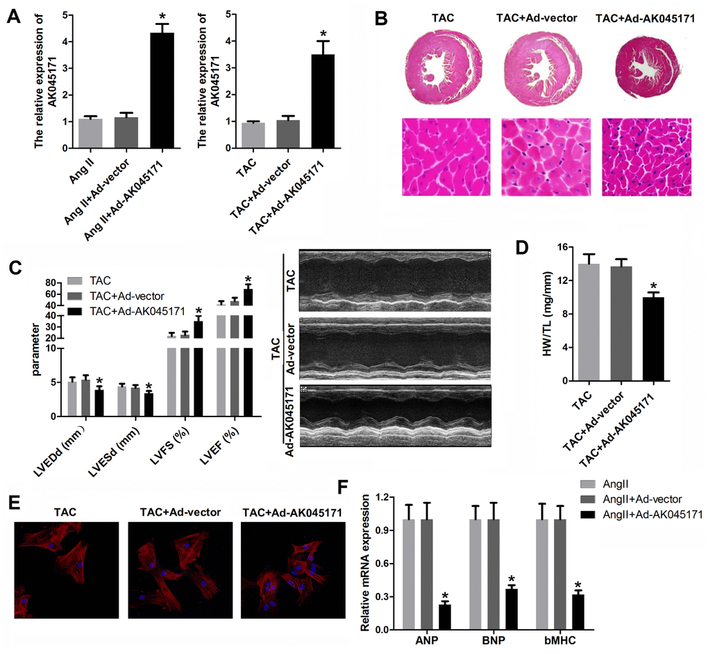 AK045171 ameliorated the hypertrophy in vitro and in vivo induced by AngII and TAC treatment. (A, B) qPCR was used to evaluate the efficiency of AK045171overexpression adenovirus, which significantly elevated the level of AK045171 in cardiomyocytes and myocardium. (C) Echocardiographic parameters of the mice, including LVEDP, LVFS, LVEF, and LVESD, were evaluated with an ultrasound system. (C) Haematoxylin and eosin staining of the heart under TAC, TAC+Ad-AK045171 or TAC+ Ad-vector treatment. (D) Quantification of heart weight-to-tibial length ratio. (E) Immunostaining of α-SMA was used to evaluate the size of cardiomyocytes subjected to AngII, AngII+ Ad-AK045171 or AngII+Ad-vector treatment. (F) The level of the myocardial hypertrophy biomarkers ANP, BNP and β-MHC were detected using qPCR. * p