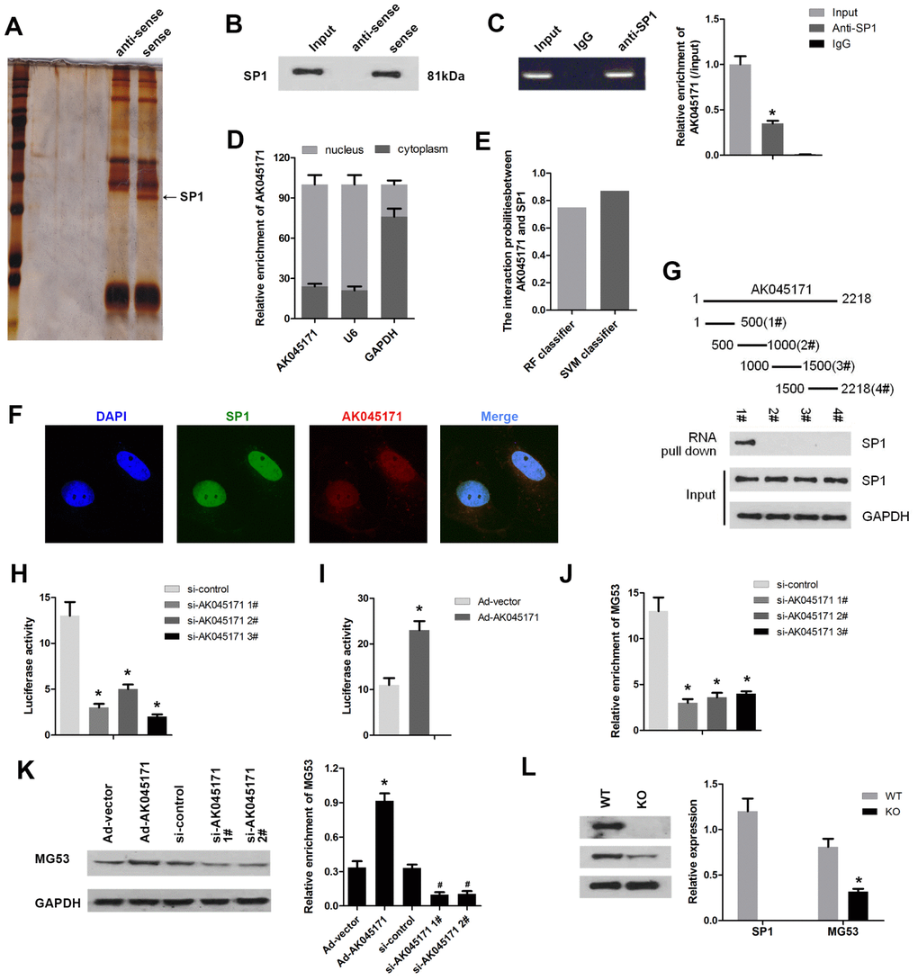 AK045171 binds to SP1 and regulates the expression of MG53. (A) RNA pull-down and silver staining assays were performed to investigate the potential proteins that combined with AK045171. (B) RNA pull-down and (C) RIP assays were used to confirm the interaction between AK045171 and SP1. (D) We next evaluated the location of AK045171 in cardiomyocytes and found that AK045171 primarily exists in the cell nucleus. (E, F). Immunofluorescence was used to further detect the expression and location of AK045171. (G) The entire sequence of AK045171 was divided into 4 sections to determine which region binds with SP1 using an RNA pull-down assay. (H, I) Luciferase activity assays were performed to detect whether knockdown or overexpression of AK045171 influences SP1 transcription. (J) ChIP assay was used to determine the binding of SP1 and the promoter of MG53 after AK045171 knock down. (K) Western blot was used to detect the expression of MG53 under AK045171 overexpression or knock down. (L) Evaluation of the MG53 protein level after SP1 deletion with a Crispr/cas9 system. *p# p