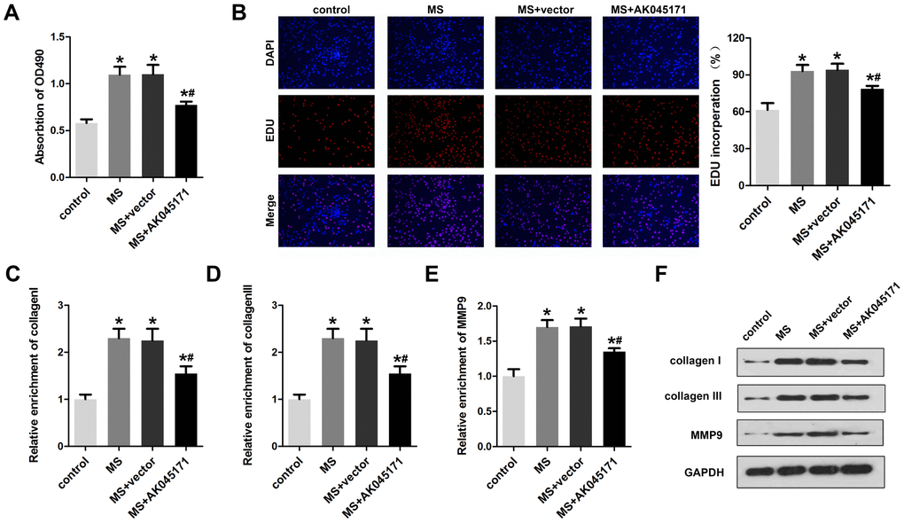 AK045171 inhibited the proliferation of cardiac fibroblasts. (A) MTT assays were used to evaluate cardiac fibroblast proliferation. (B) EDU staining was performed to detect the proliferation of cardiac fibroblasts. qPCR was used to detect the expression of fibrosis biomarkers, including (C) collagen I (D) collagen III and (E) MMP-9. (F) Western blotting was carried out to investigate collagen I, collagen III and MMP-9 protein expression. *p#p