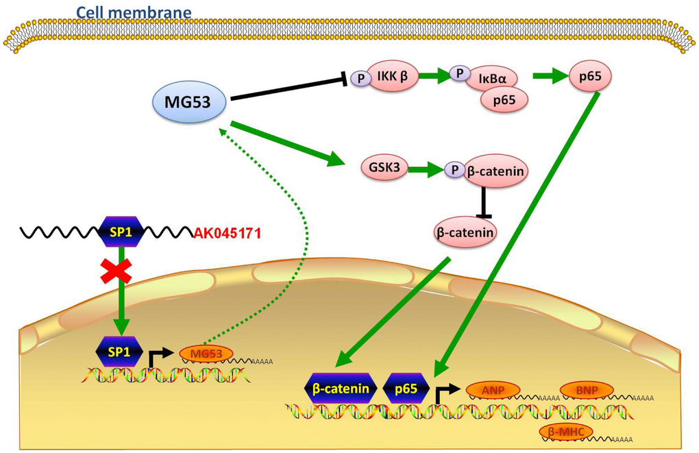 Schematic showing the possible molecular mechanism underlying the effect of AK045171 in TAC- and Ang II-induced cardiac hypertrophy. AK045171 binds with SP1 and activates MG53 transcription. MG53 inhibits nuclear transfer of p65 and β-catenin, thereby decreasing expression of their downstream target genes, such as ANP, BNP and β-MHC.