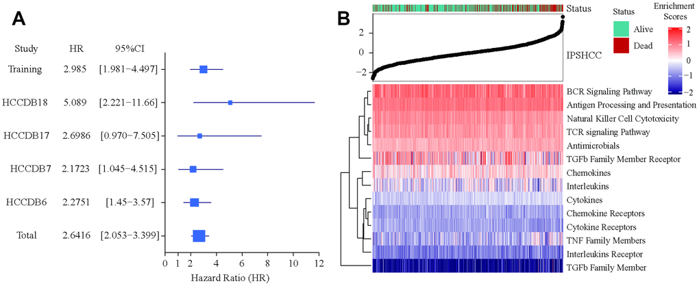 Verification of IPSHCC. (A) Meta-analysis of IPSHCC and overall survival in the five datasets. In the IPSHCC training set, the hazard ratio [HR] was 2.985 and the 95% confidence interval (CI) was 1.981-4.497 (p = 1.69 × 10-6). In the four verification sets, the HRs were between 2.1723 [95% CI: 1.045–4.515; p = 0.0377] and 5.089 [95% CI: 2.221–11.66; p = 0.0001]. In the integrated analysis of all datasets, the survival probability for the high immunity risk group was 2.6416 times lower than that of the low immunity risk group (HR = 2.6416; 95% CI: 2.053–3.399; p = 4.34 × 10-14). (B) IPSHCC distribution with survival status in the combined dataset. Upper half of panel: IPSOV distribution with patient survival status. The X axis is sorted by IPSHCC values. Red color indicates deceased patients, while green indicates living patients. Lower half of panel: Heatmap showing enrichment scores for the corresponding 15 immune categories.