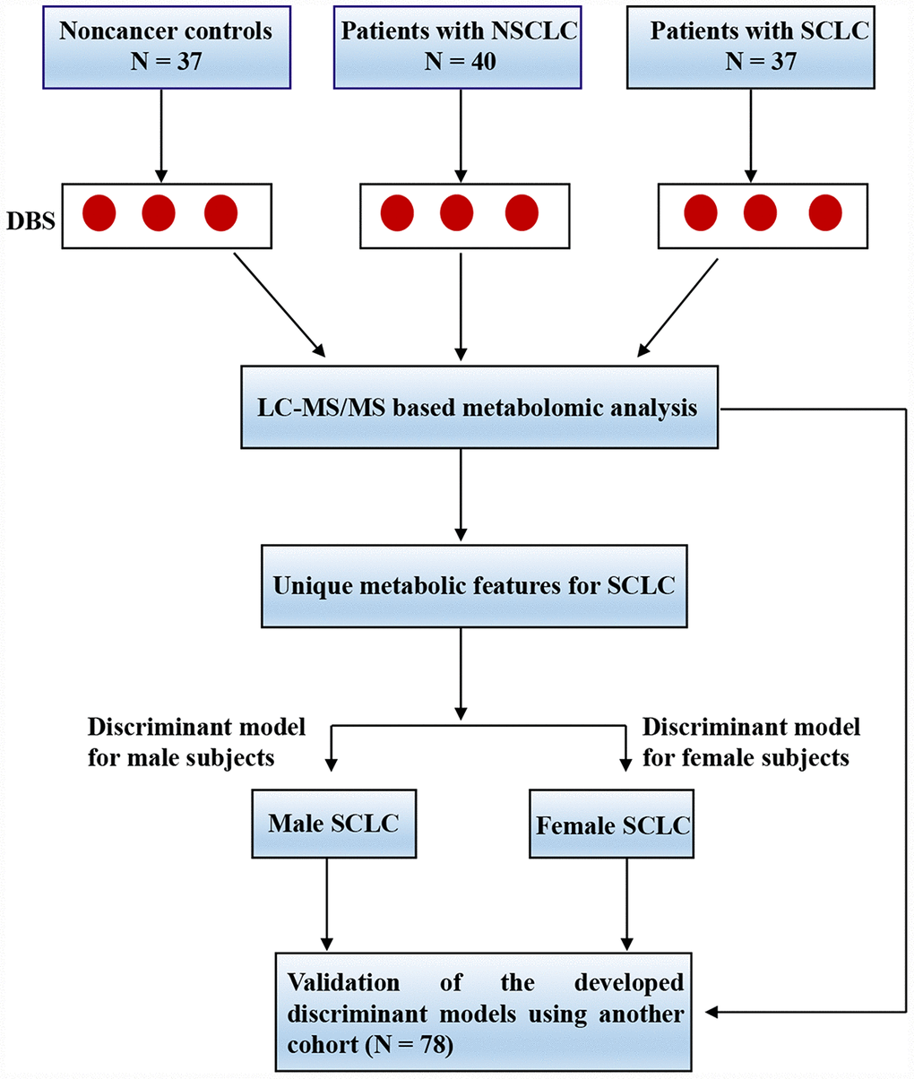 The experimental flow for the study. Abbreviations: DBS = dried blood spot; LC-MS/MS = liquid chromatography coupled with tandem mass spectrometry; NSCLC = non-small cell lung cancer; SCLC = small cell lung cancer.