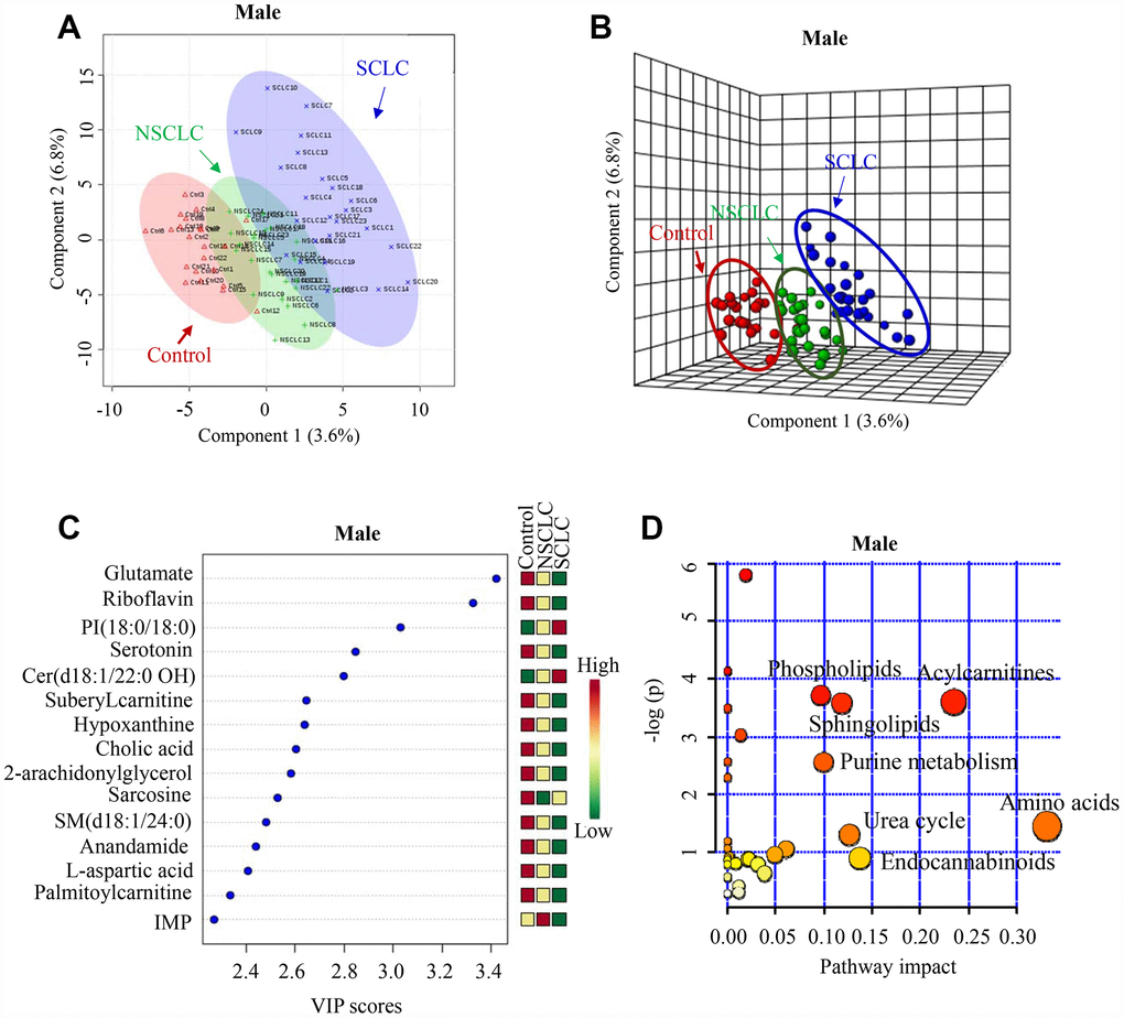 The unique metabolic features of male SCLC compared to NSCLC and controls. (A, B) Multivariate analysis of metabolomic data using PLS-DA resulted in a clear separation of metabolic features among SCLC, NSCLC and the control group in males. (A) 2-D plot. (B) 3-D plot. (C) The top 15 most differential metabolites in male patients with SCLC revealed by VIP analysis. VIP>1.5 was considered as statistically significant. The VIP results were also verified by univariate ANOVA analysis. (D) The top pathways disturbed in male SCLC patients. Abbreviations: IMP = inosine monophosphate; Cer = Ceramide; SM = Sphingomyelin; PI = Phosphatidylinositol; NSCLC = non-small cell lung cancer; PLS-DA = partial least square discriminant analysis; SCLC = small cell lung cancer; VIP = variance in projection.